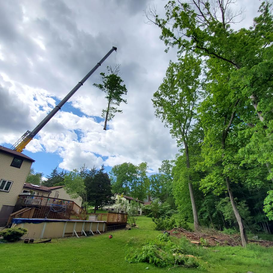 Crane 2