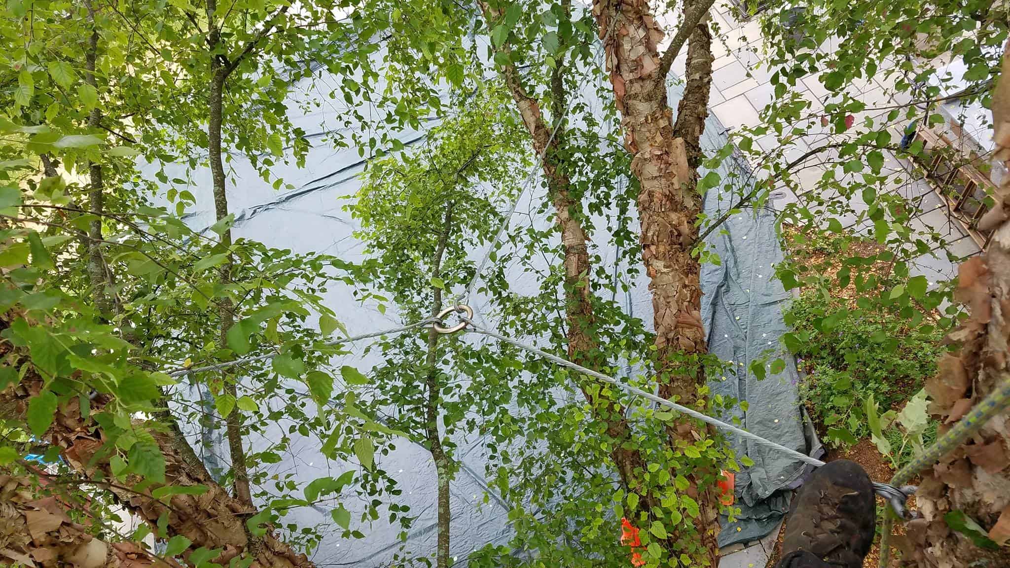 Tree-Support-Picture