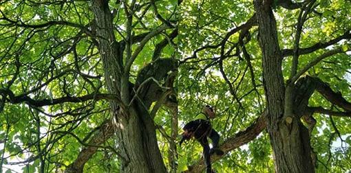 Tree-Trimming-Picture