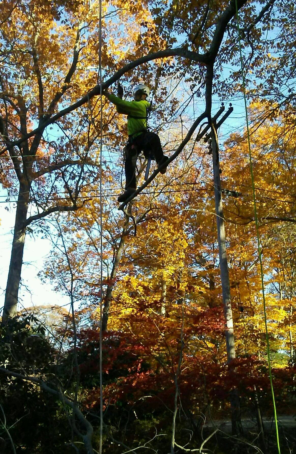 Trimming on limb