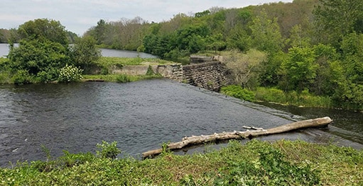 Vegetation-Management-Picture
