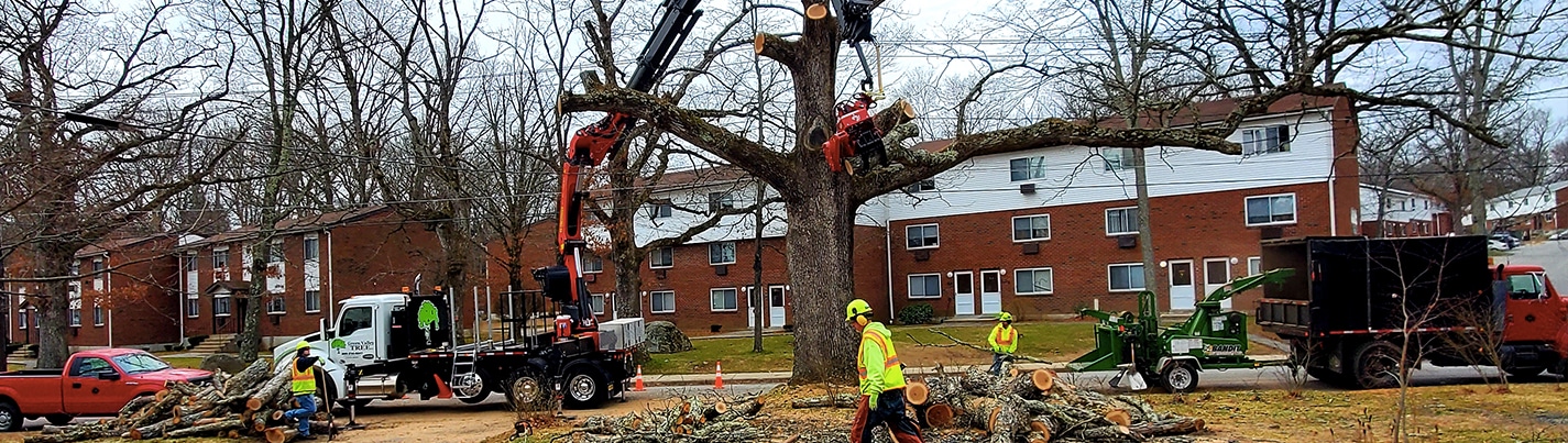Professional North Windham Tree Services