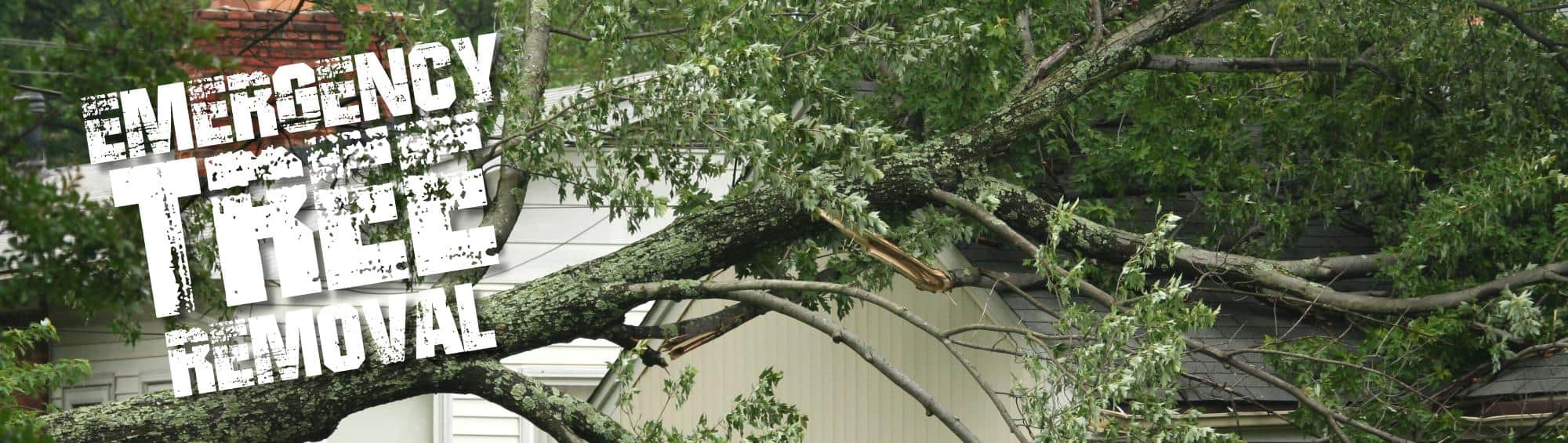 Top Rated Emergency Tree Services North Windham